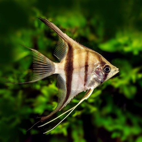 Pterophyllum scalare  - Segelflosser natur ML